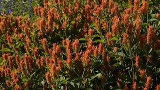Orange shrimp plant & lichen on trees |Daphne Richards |Central Texas Gardener