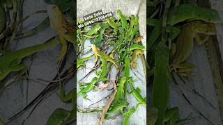 Download lagu baby iguana ‼️ breeding iguana mp3 Download lagu baby iguana ‼️ breeding iguana mp3