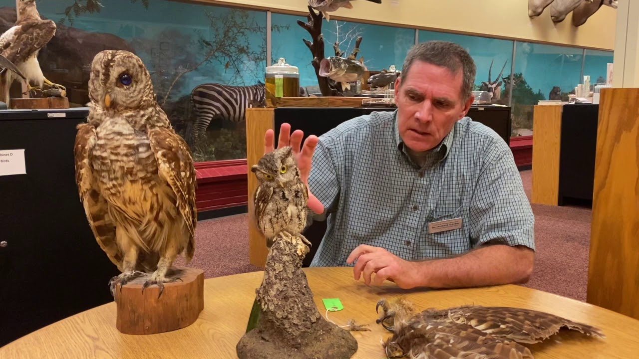 Creature Feature: Screech Owl