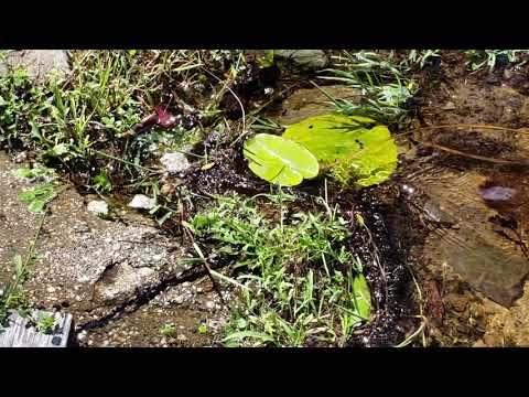 Long Pond Dam in Kingston NH