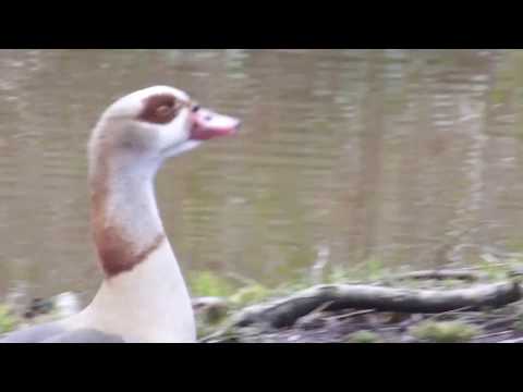 Oddly patterned bird - Egyptian goose  - Alopochen aegyptiaca - Nílarönd - Nílargæs  - Fuglar
