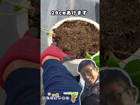 いつ、どのようにイチゴを鉢に植えるのですか？有機果物の栽培を成功させるために必要なすべてをお伝えします。  庭園
