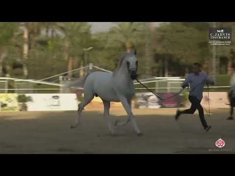 N.201 NAYYER ALBADEIA - Egypt Arabian Horse Championship 2023 - Stallions 7+ Years Old (Class 10)
