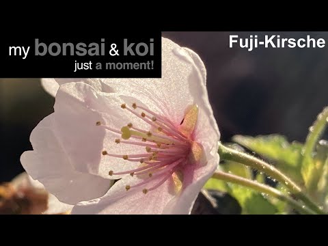 Bonsai - just a moment - Fuji Kirsche - Märzkirsche - Fuji cherry