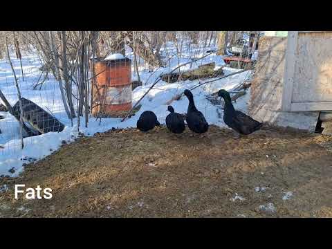 Understanding the Duck Diet - Duck Nutritional Requirements