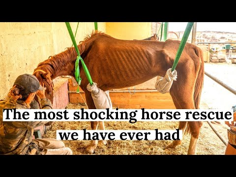 YouTube video about: How to become a horse rescue?