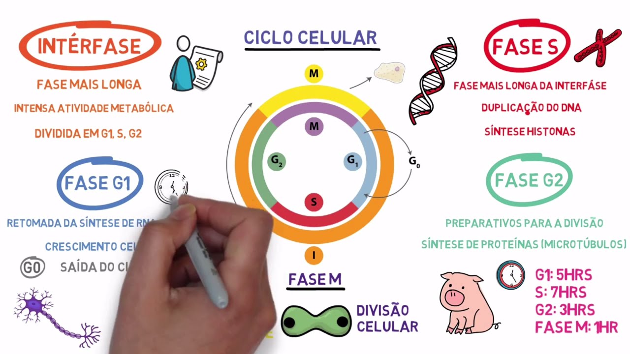 Ciclo e divisões celulares: Mitose e Meiose