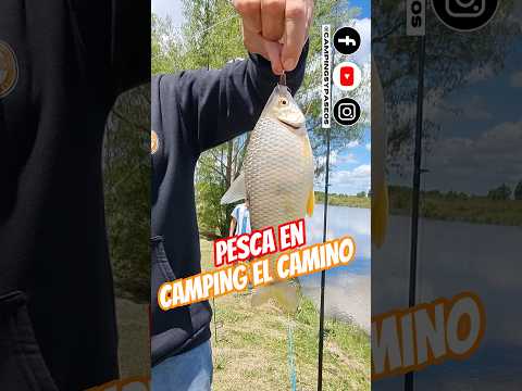#pesca en CAMPING EL CAMINO - villa Paranacito, Entre Ríos #airelibre #fishing #campinglife