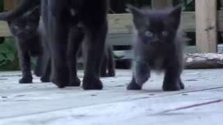 Prairie Life: Counting Kittens