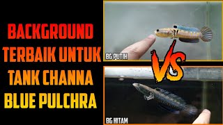 Lebih bagus background putih apa background hitam untuk tank ikan channa pulchra