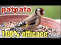 Nar Nar Patpata Femelle Chardonneret