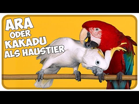 Die Behandlung gribka auf der Haut der Beine die Rezensionen Gribok auf den Nägeln der Beine das Ekzem