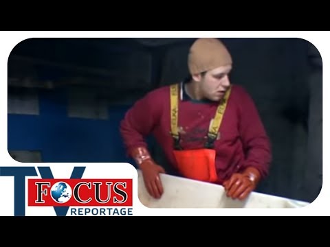 Europe's most dangerous profession: Deep-sea fishing's backbreaking job | Focus TV report