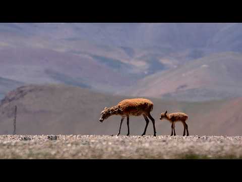 Live: Witnessing motherhood during Tibetan antelope migration season