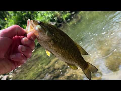 Bass fishing Indian Creek in Cedar Rapids!! #flyfishing #iowa #driftless #iowamusic #music