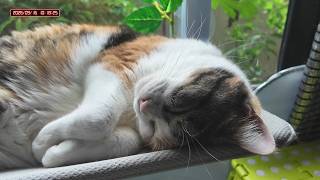三毛猫フミちゃん  LIVE配信    2026年9月16日　calico cat　(LIVE stream)