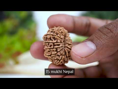 Rudraksha Product Image