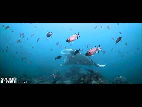 Scuba Republic - Jaya Liveaboard Raja Ampat