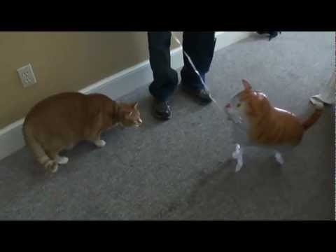 BERT THE CAT DOES FUS RO DAH!