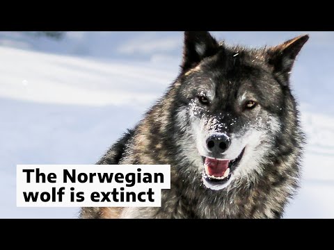 The Norwegian wolf is extinct
