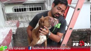 preview picture of video 'rescate de pitbull maltrato y abandono orizaba'