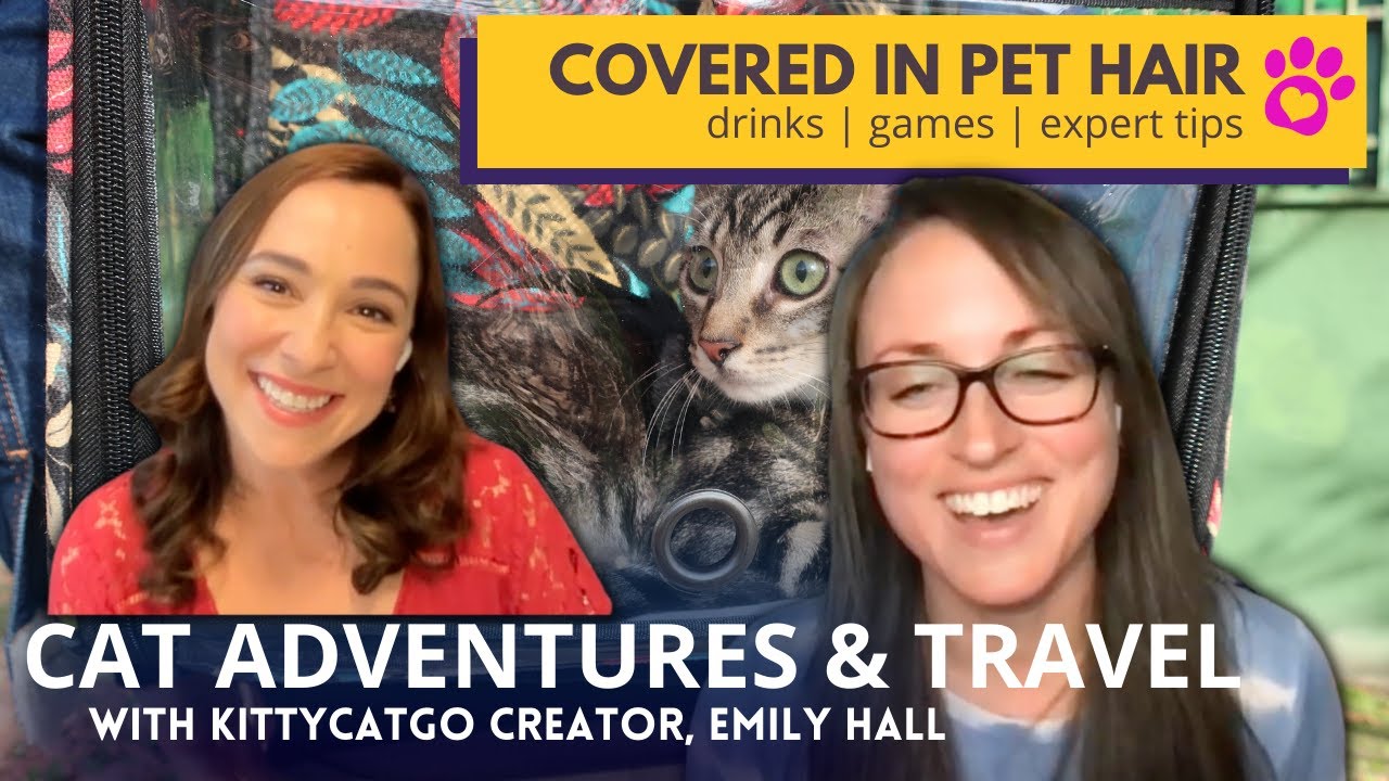 KittyCatGo! Prepare to take your cat on an adventure this summer