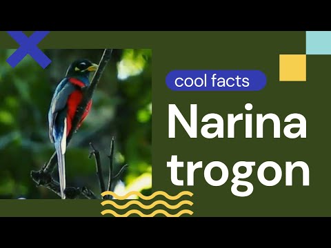 Narina trogon facts
