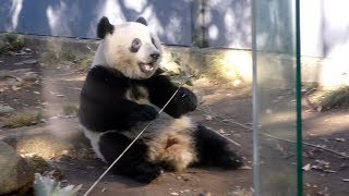 すっかり一人前!?🎶🐼ひとり立ちシャンシャン🌼がんばってますッ✨上野パンダファミリーGiantPanda-XiangXiang&RiRi&ShinShin-☆
