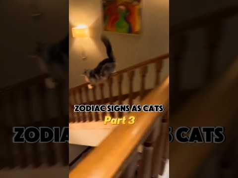 Zodiac signs as cats (part 3) #zodiacsigns #astrology #cats