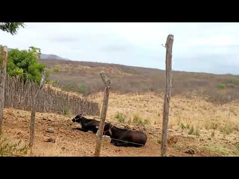 Mostrando que a vaca está apartada no sítio Jucás ceara 