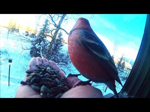 Feeding a Pine Grosbeak