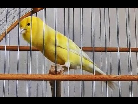 Canário Belga Campainha - Canary singing