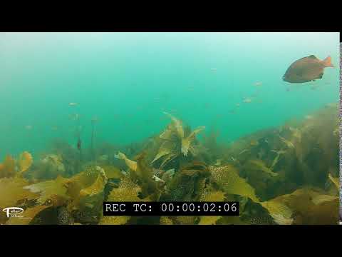 Perch over kelp with sun 4K underwater stock footage