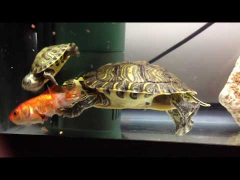 YouTube video about: Will a turtle eat a betta fish?