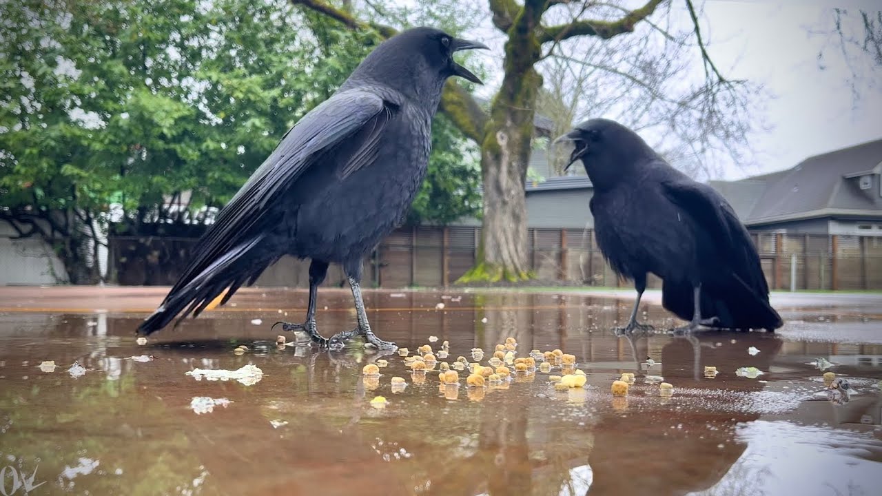 Crow Cam: Syncrownized