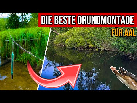 Die BESTE Grundmontage für Aale am Fluss und See! 😱 - Aalangeln im Sommer 2024
