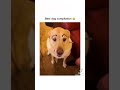 I dare you not to laugh at these funny dogs 🤣 🐕