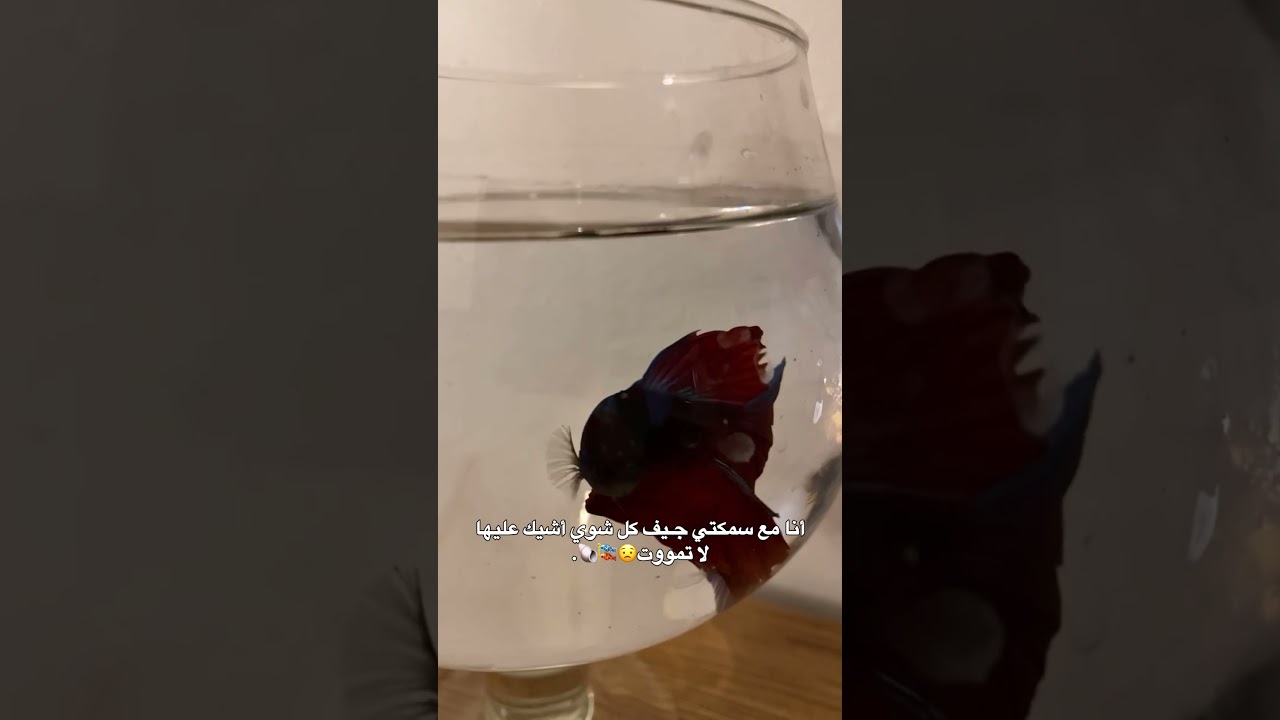 سكاي م تحب الضهور هذا جيف😟🤞🏽🤞🏽. #viral #اكسبلور #satisfying #trendingshorts #trending #shorts