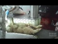 WARNING Video Contains Graphic Content And May Disturb Some Viewers
