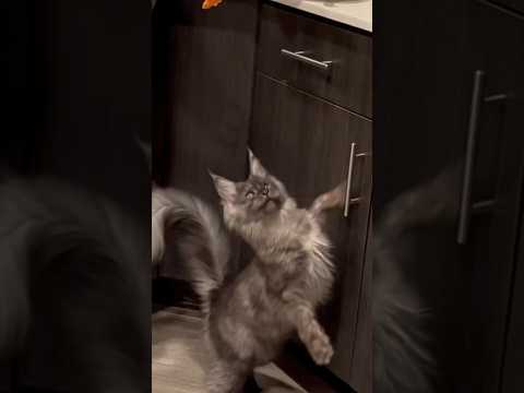 Fluffy tail #cats #funnycats #funny #climber #funnycats #fluffy #flexible #cute #funnyanimals #wow