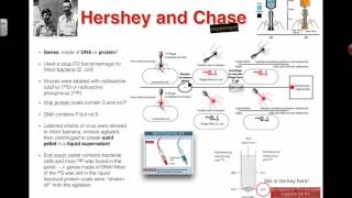 Hershey and Chase Experiment (2016) IB Biology