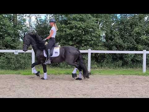 Stal Okkema's Durk - Eise x Beart - gelding - 2017 - 1.62m