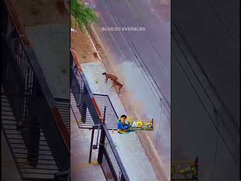 mulher atacada pó cachorro de rua #notícia #afranio #pernambuco