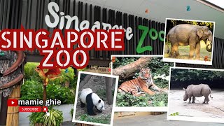 The Beauty of Singapore Zoo PART ONE#singaporetravel #singapore#touristplace #viralvideo