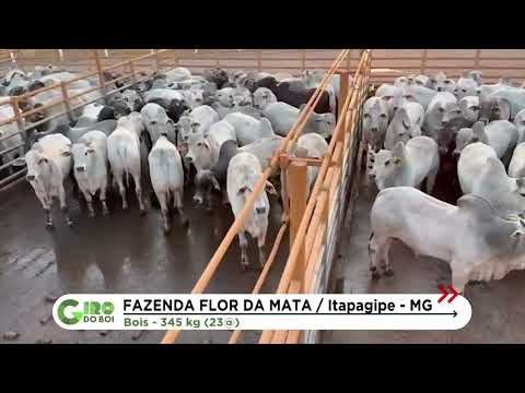 FAZENDA DE ITAPAGIPE (MG) SE DESTACA COM BOIADA DE 23@; VEJA DETALHES
