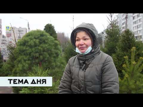 Тема дня 22.12.2020 / Новогодние красавицы