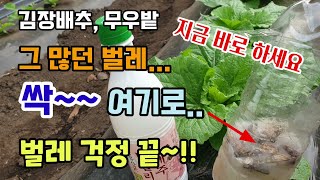 김장배추무우에 많던벌레 이렇게 막걸리로 쉽게 벌레 잡혀요 해충퇴치방법 배추벌레제거방법 끈끈이트랩