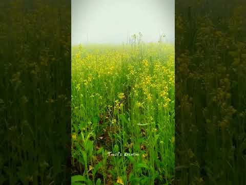 Mustard Flowers🌼