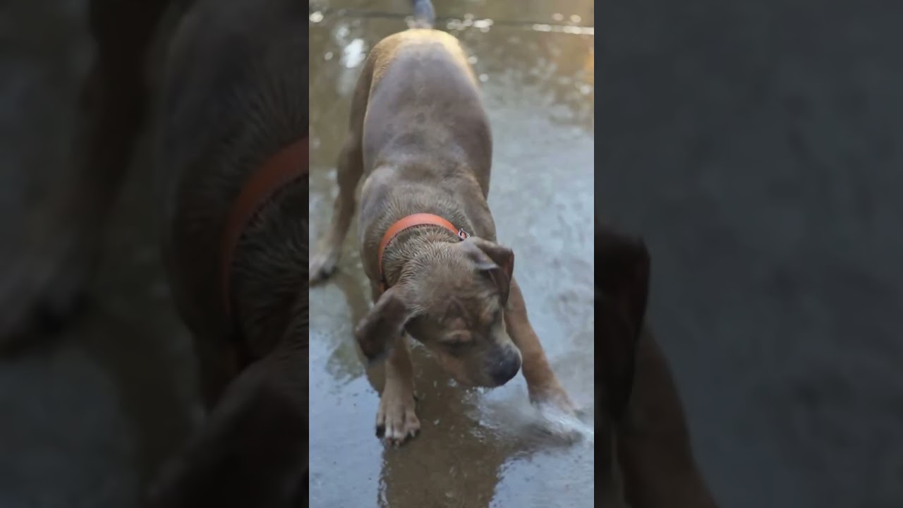 Enlarge Chonk, a Adoptable mixed breed in Citrus Heights, CA video 6/6