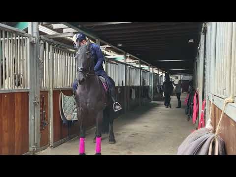 Stal Okkema's Gerda - Yk Tiemen x Jelke - Mare - 2010 - 1.63m